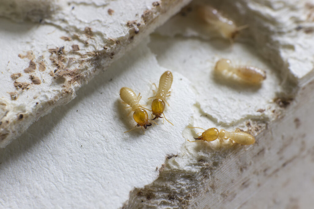 When to Get Termite Treatment