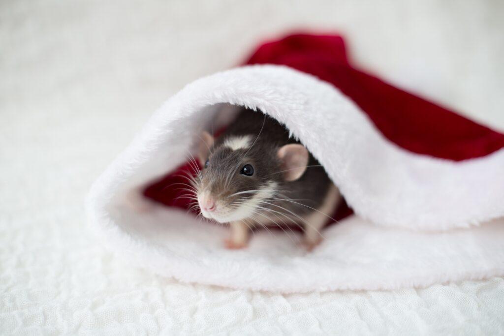 How To Keep Your Home Pest Free This Holiday Season