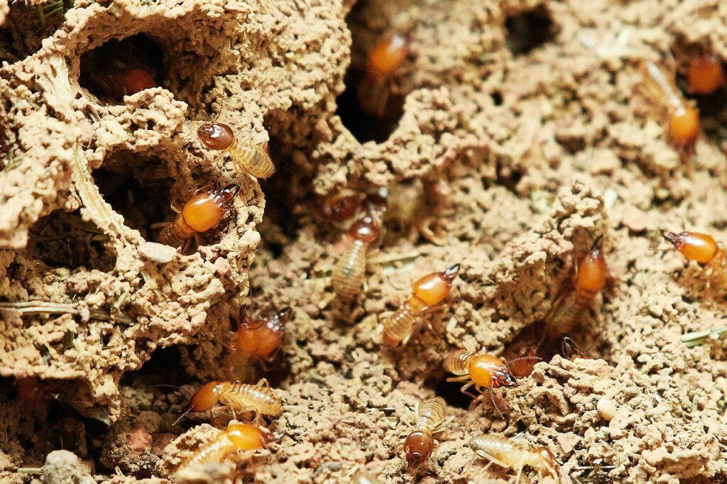 Top 5 Reasons to Get a Termite Inspection Done This Winter by Affordable Pest Control