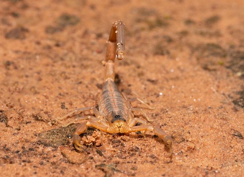 Photo of one of the most common Arizona summertime pests, the Scorpion | Your Guide to Affordable Pest Control