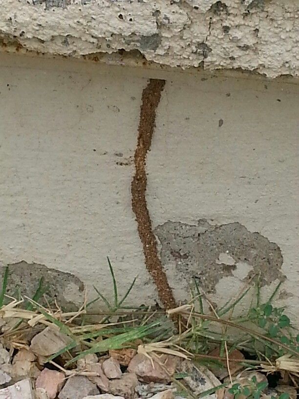 Termite Prevention in Arizona Homes | Affordable Pest Control