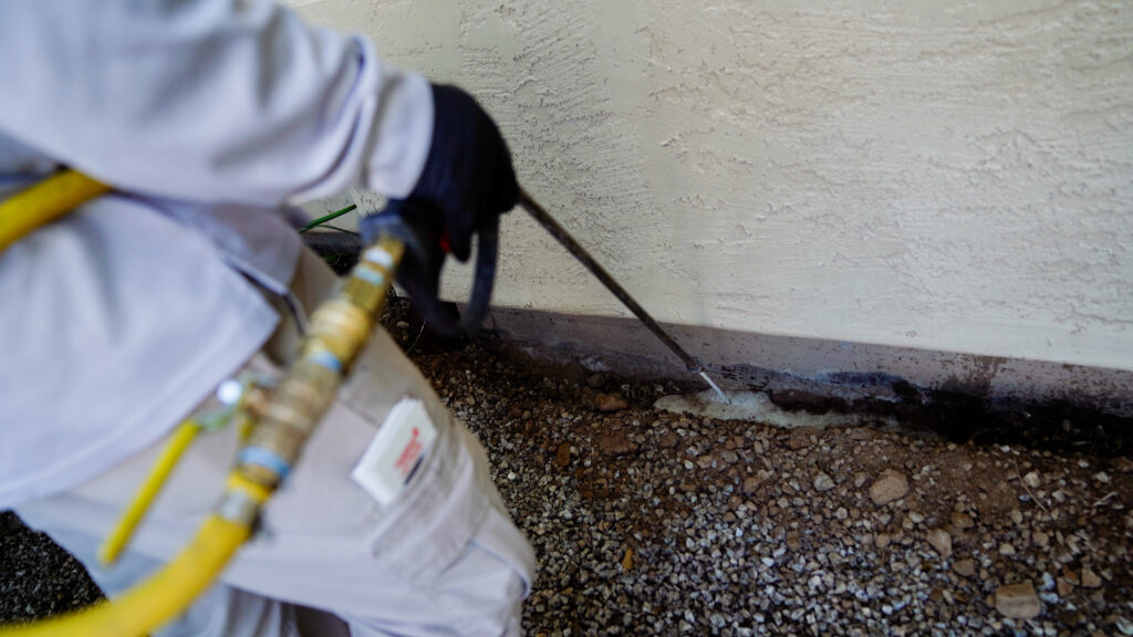 Why a Professional Termite Inspection Is Critical When Buying a Home | Affordable Pest Control