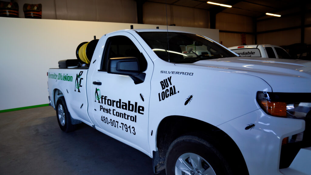 Weed Control & Weed Prevention in Arizona: Why Spring and Fall Treatments Matter | Affordable Pest Control | Queen Creek, AZ