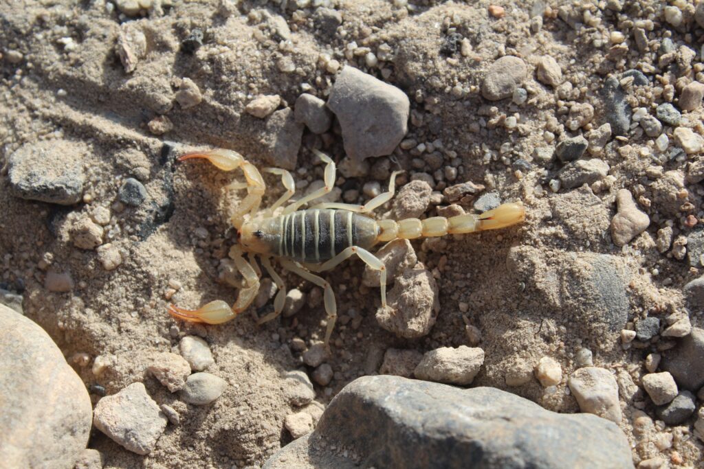 Why You See More Scorpions During Monsoon Season in the East Valley