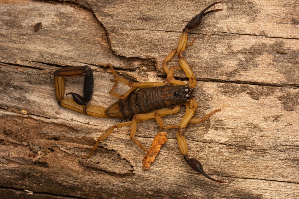 Flex, Essential, Concierge, or VIP: Which Pest Control Plan Fits Your East Valley Home?